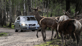 Illustration for article titled Volvo Avoids The Moose, Reviewers Avoid The Malibu Eco, And The Rise Of Kyushu Man